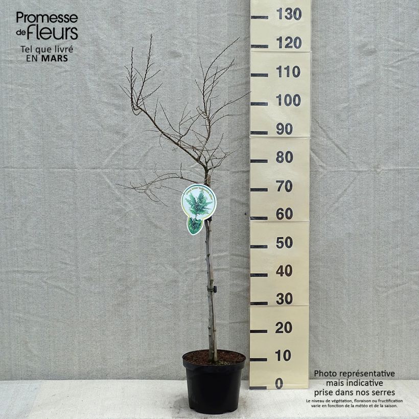 Example of Ulmus hollandica Jacqueline Hillier - Orme nain Pot van 4 l/5 l as you get in hiver