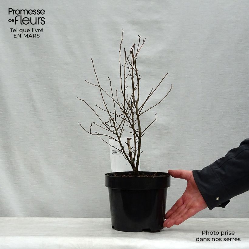 Exemplaar van Ulmus x hollandica Wredei - Hollandse iep Pot van 3 l/4 l, Half-hoge stam zoals geleverd in de lente