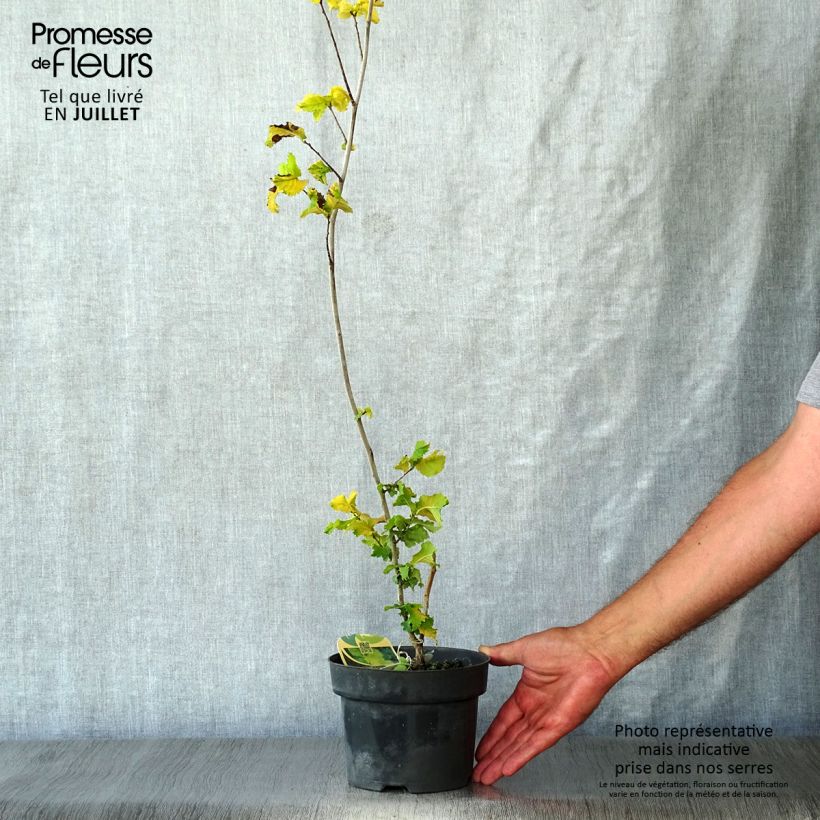 Exemplaar van Ulmus x hollandica Wredei - Hollandse iep Pot van 3 l/4 l, Half-hoge stam zoals geleverd in de zomer