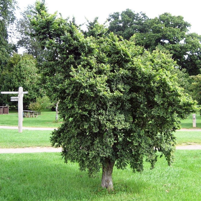 Ulmus minor - Gladde iep (Plant habit)
