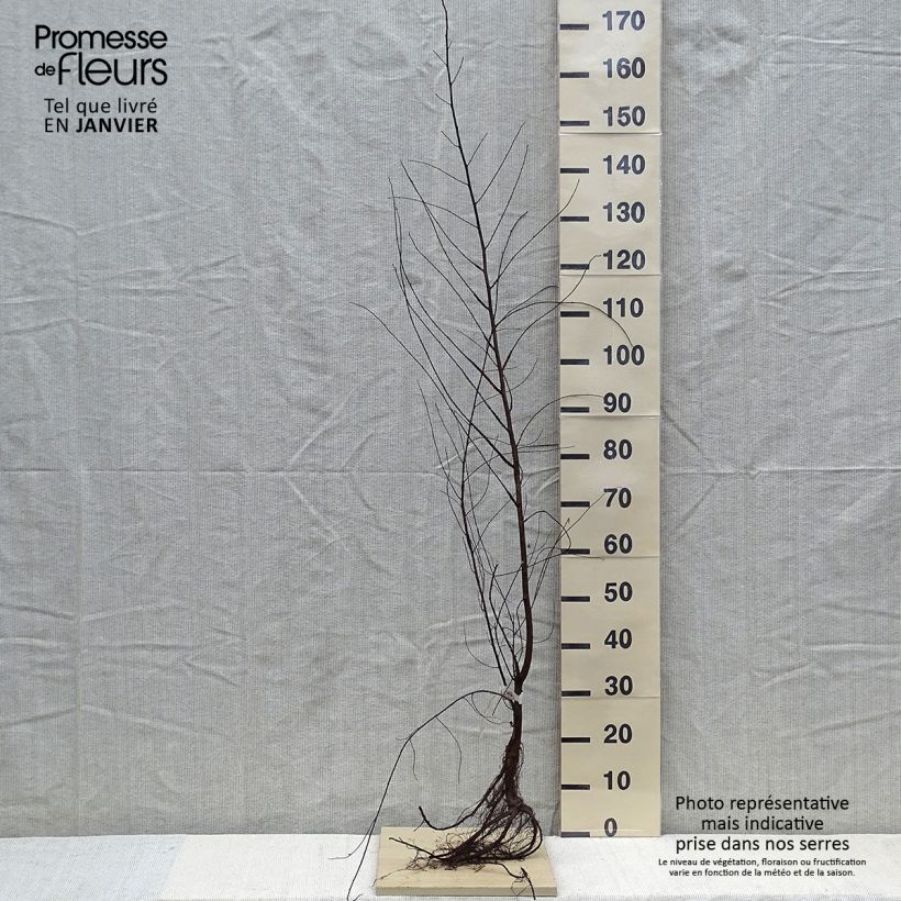 Example of Ulmus minor - Orme champêtre Naakte wortel as you get in hiver