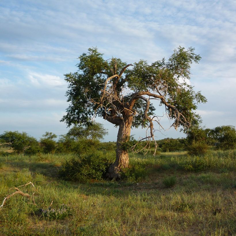 Ulmus pumila - Siberische iep (Groeiplaats)
