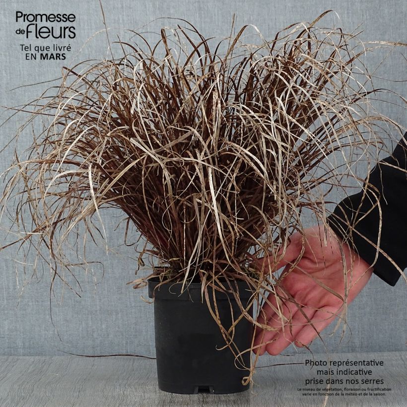 Example of Uncinia rubra Pot van 2 l/3 l as you get in hiver