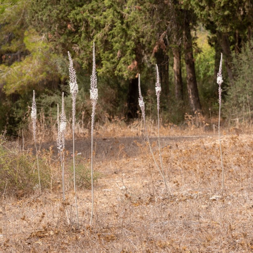 Urginea maritima - Zeeui (Groeiplaats)