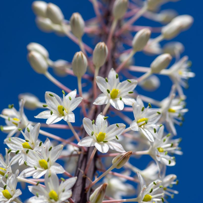 Urginea maritima - Zeeui (Bloei)