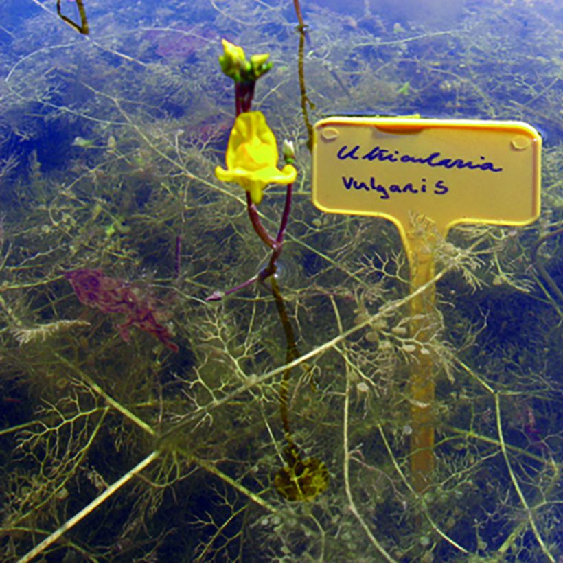 Utricularia vulgaris - Groot blaasjeskruid (Groeiplaats)