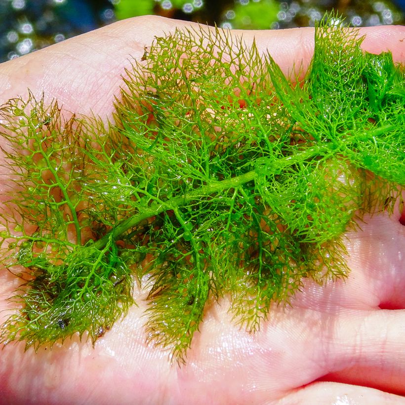 Utricularia vulgaris - Groot blaasjeskruid (Blad)