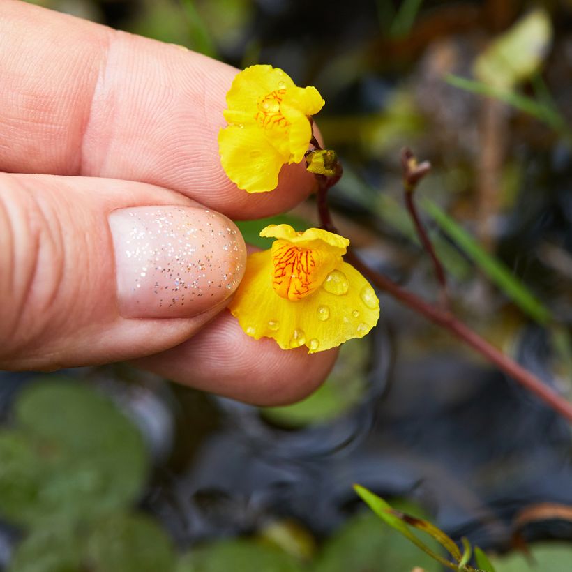 Utricularia vulgaris - Groot blaasjeskruid (Bloei)