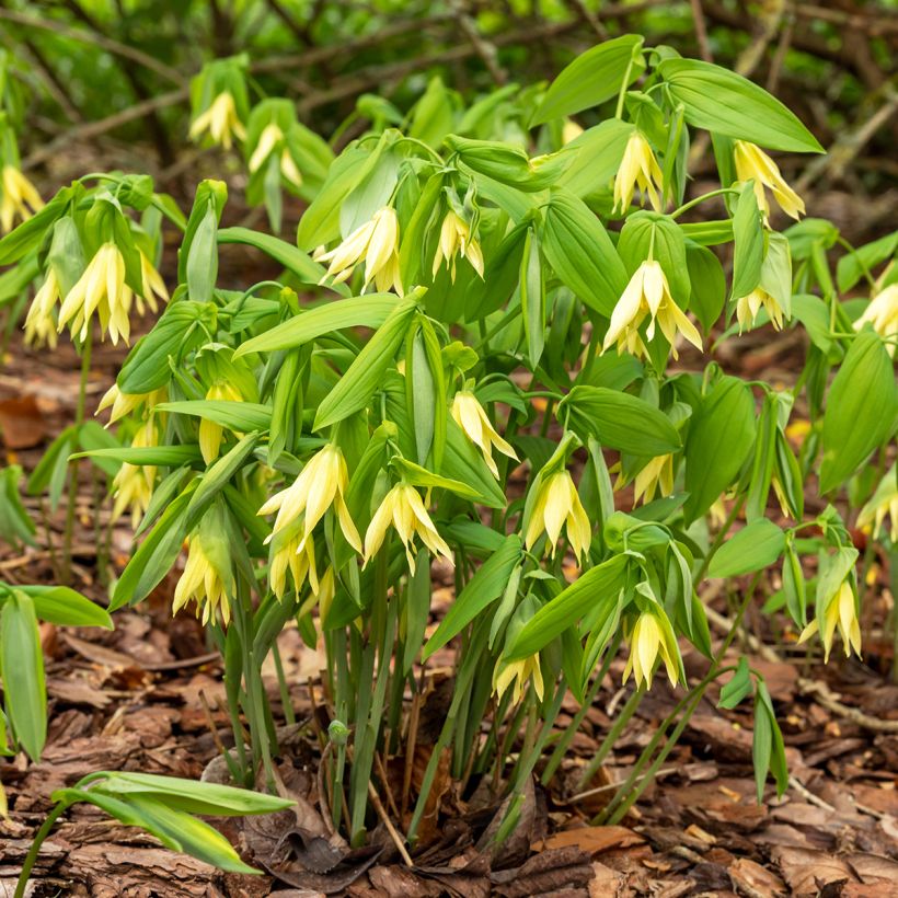 Uvularia grandiflora - Feestklokje (Plant habit)
