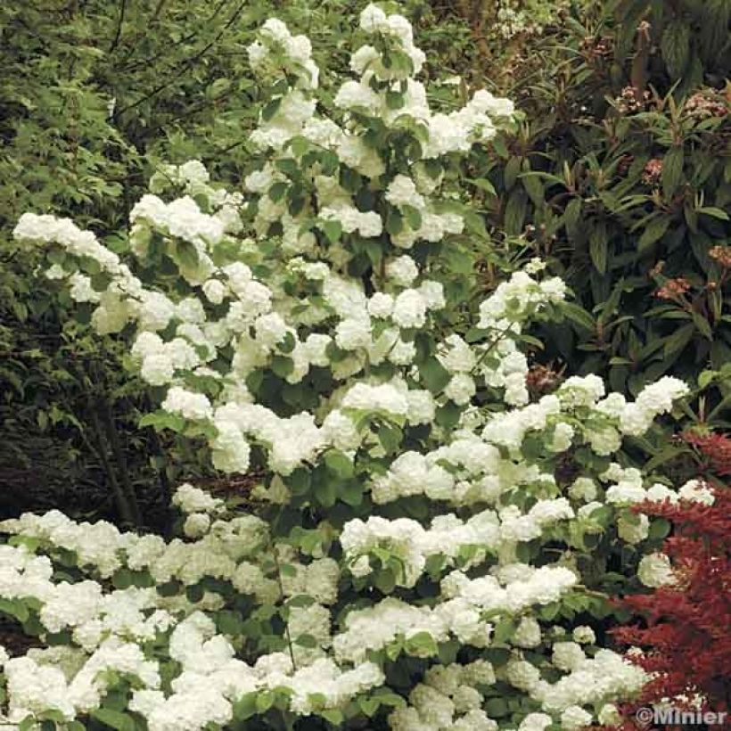 Viburnum plicatum Popcorn - Japanse sneeuwbal (Groeiplaats)
