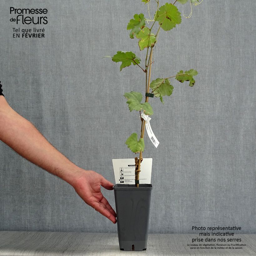 Exemplaar van Druif Chasselas van Fontainebleau Pot van 2 l/3 l zoals geleverd in de herfst