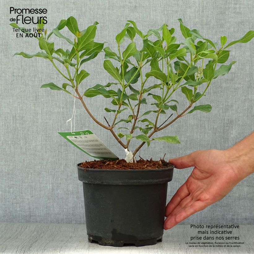 Exemplaar van Viburnum Jermyns Globe - Sneeuwbal Pot van 3 l/4 l zoals geleverd in de zomer