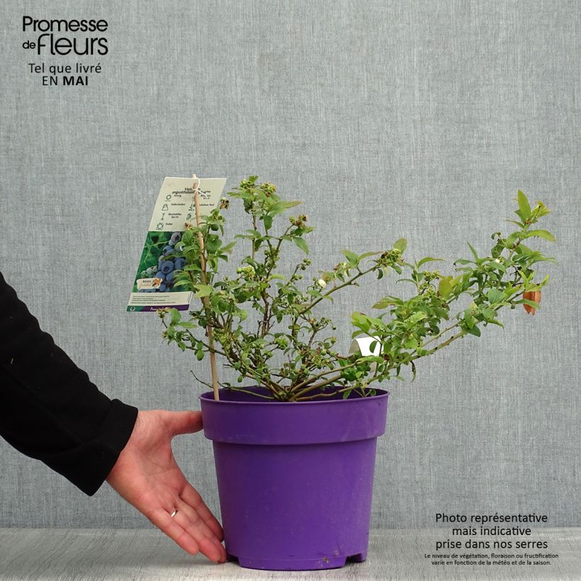 Exemplaar van Blauwe bes Tophat - Amerikaanse bosbes Pot van 4 l/5 l, Struik zoals geleverd in de lente