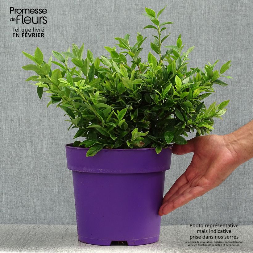 Exemplaar van Blauwe bes Tophat - Amerikaanse bosbes Pot van 4 l/5 l, Struik zoals geleverd in de herfst