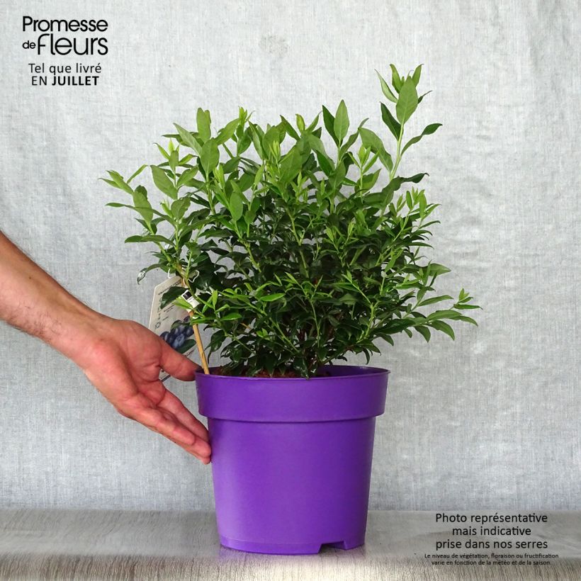 Exemplaar van Blauwe bes Hortblue Petite Pot van 2 l/3 l, Struik zoals geleverd in de zomer