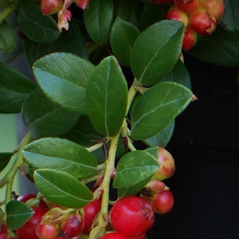 Rode bosbes Fireballs - Vaccinium vitis-idaea (Foliage)