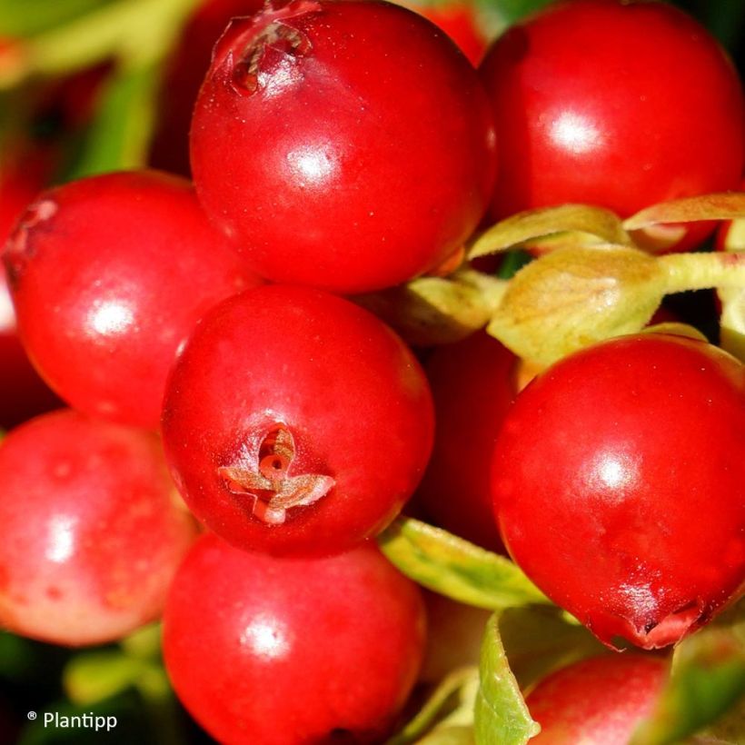 Rode bosbes Fireballs - Vaccinium vitis-idaea (Harvest)
