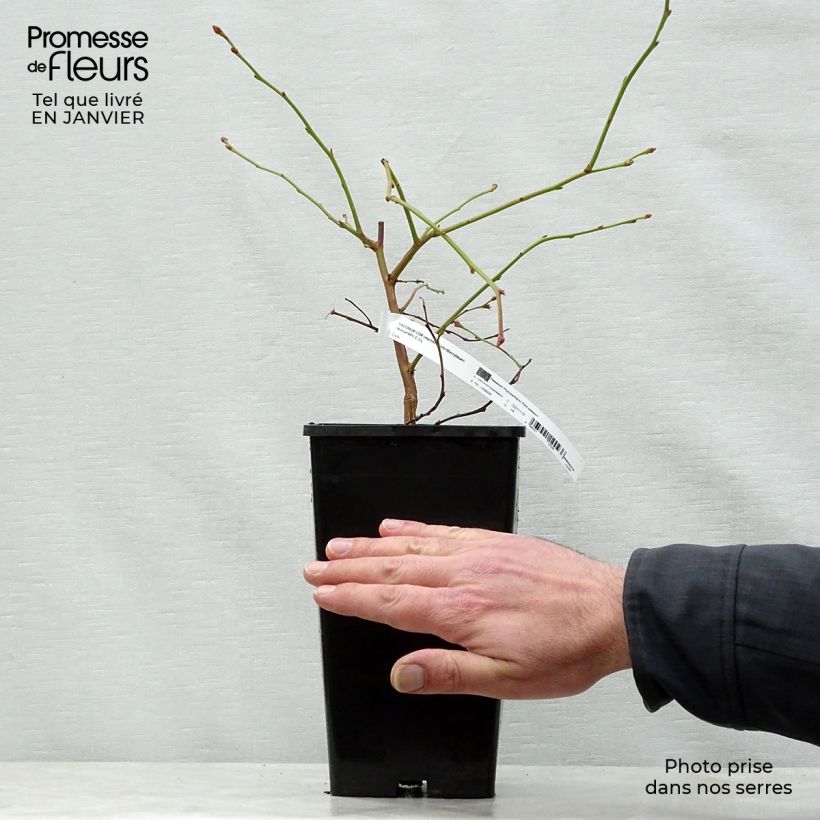 Exemplaar van Blauwe bes Andval1601 Yello!Berryblue® Pot van 2 l/3 l zoals geleverd in de winter