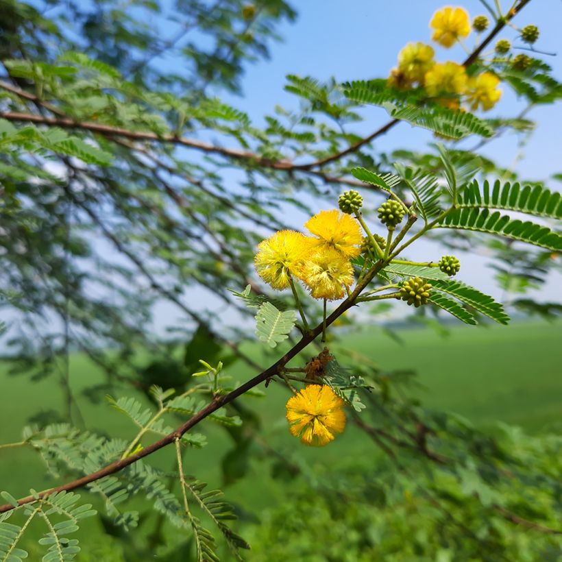 Vachellia farnesiana - Kassiaboom (Bloei)