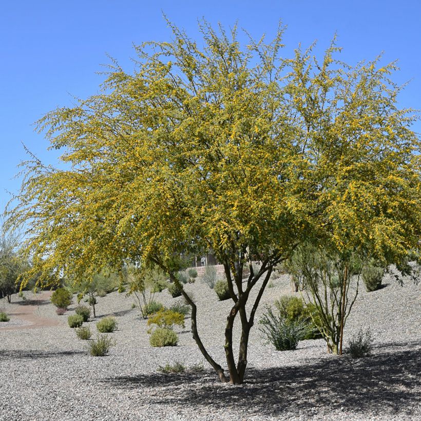 Vachellia farnesiana - Kassiaboom (Groeiplaats)