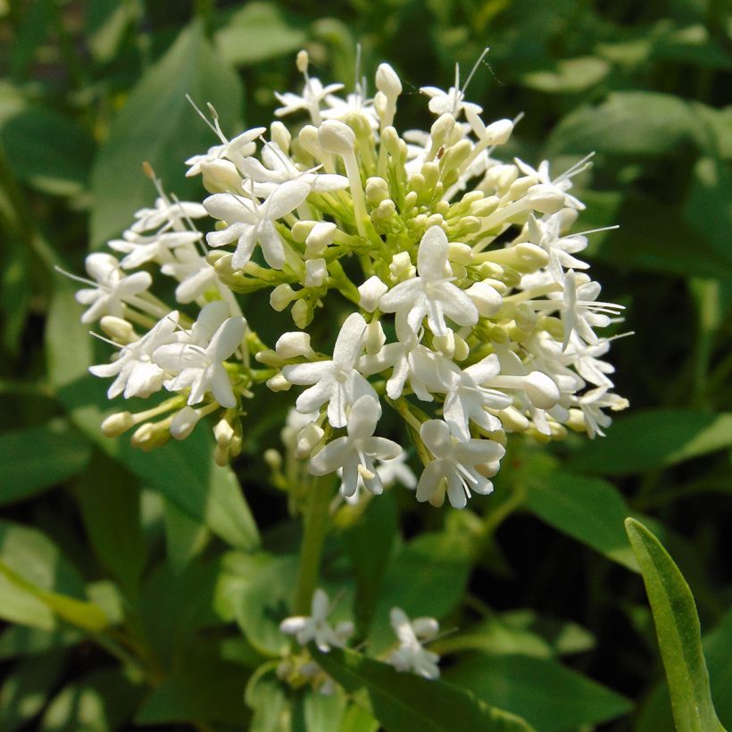 Centranthus ruber Albus - Witte valeriaan (Flowering)