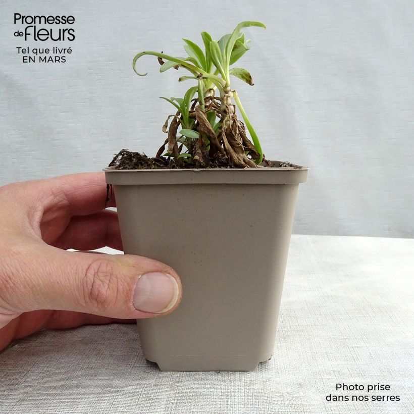 Example of Valériane blanche, Centranthus ruber albus Kweekpotje van 8/9 cm as you get in hiver