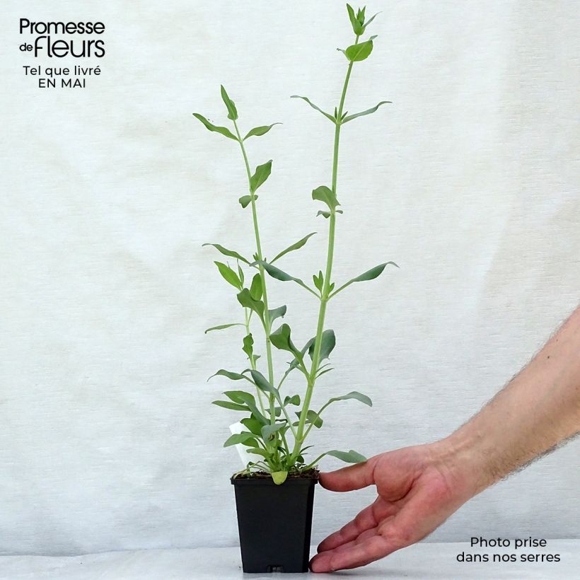 Exemplaar van Centranthus ruber Albus - Witte valeriaan Kweekpotje van 8/9 cm zoals geleverd in de lente