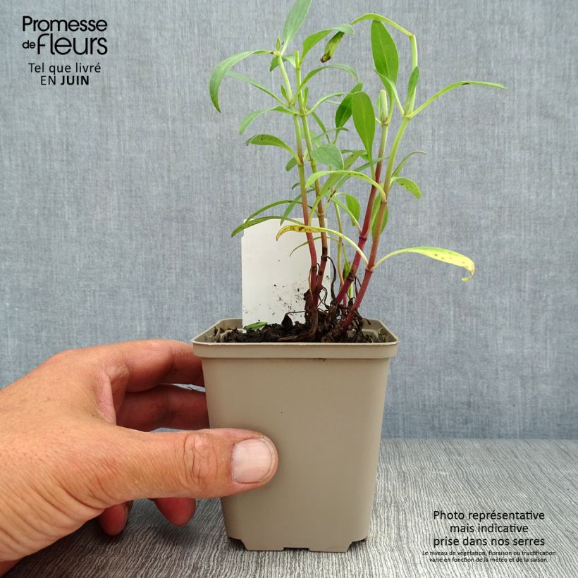 Exemplaar van Centranthus ruber - Rode valeriaan Kweekpotje van 8/9 cm zoals geleverd in de zomer