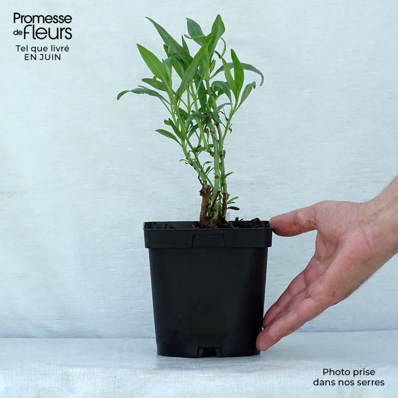 Exemplaar van Centranthus ruber - Rode valeriaan Pot van 2 l/3 l zoals geleverd in de zomer