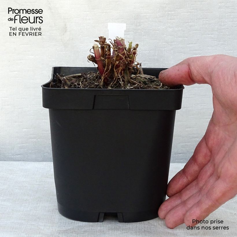Example of Centranthus ruber - Rode valeriaan Pot van 2 l/3 l as you get in hiver