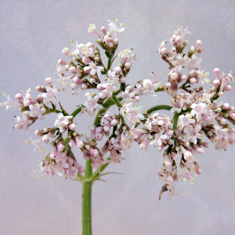 Valeriana officinalis - Echte valeriaan (Flowering)