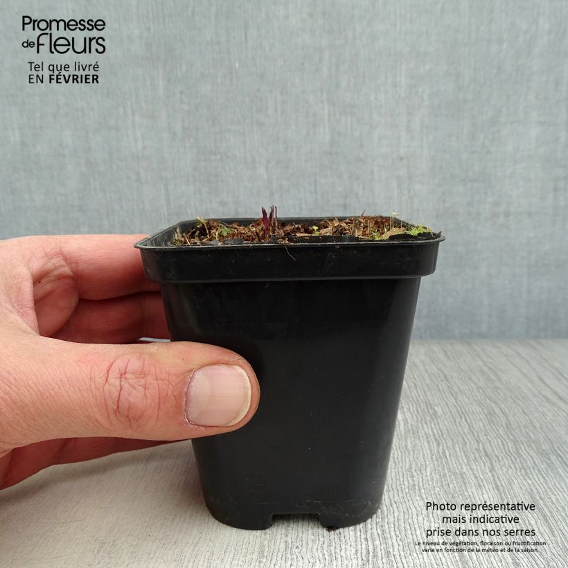 Example of Valeriana officinalis - Echte valeriaan Kweekpotje van 8/9 cm as you get in hiver