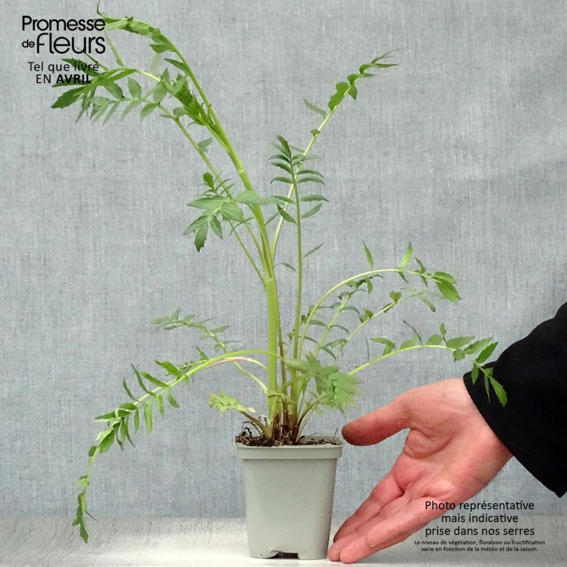 Exemplaar van Valeriana officinalis - Echte valeriaan Kweekpotje van 8/9 cm zoals geleverd in de lente