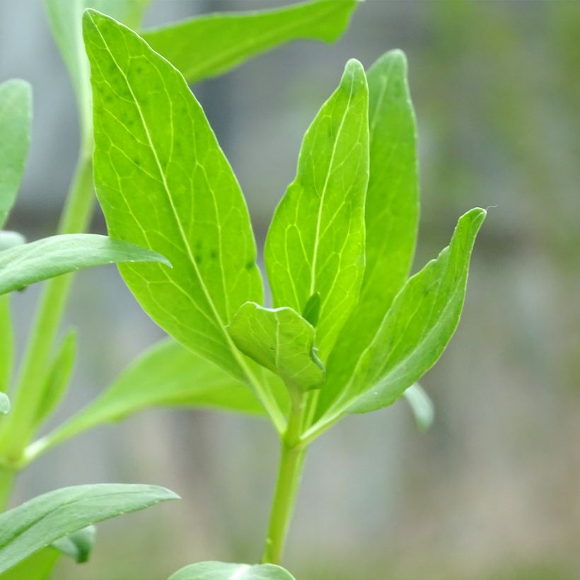 Centranthus ruber Coccineus - Rode valeriaan (Foliage)