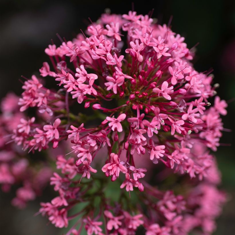 Centranthus ruber Coccineus - Rode valeriaan (Flowering)