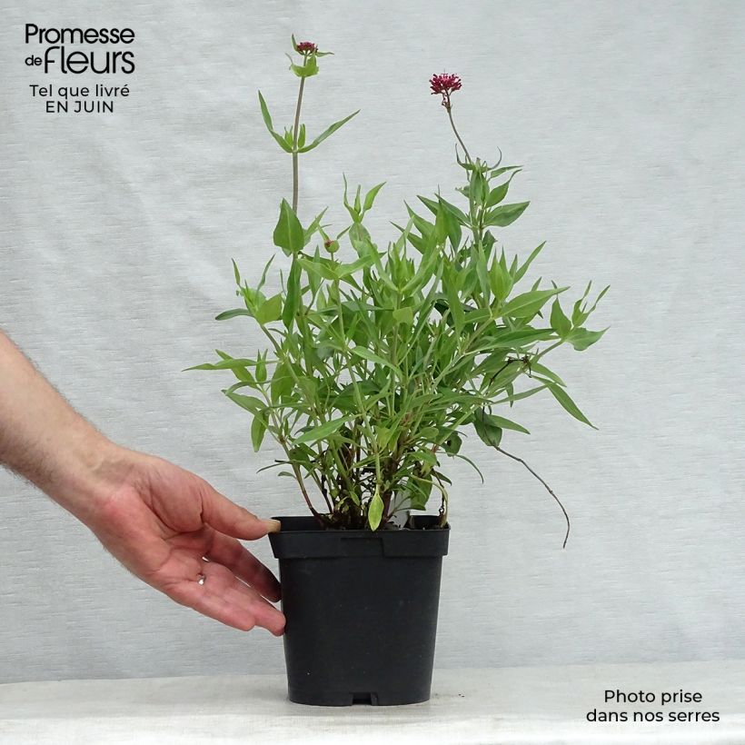 Exemplaar van Centranthus ruber Coccineus - Rode valeriaan Pot van 2 l/3 l zoals geleverd in de zomer