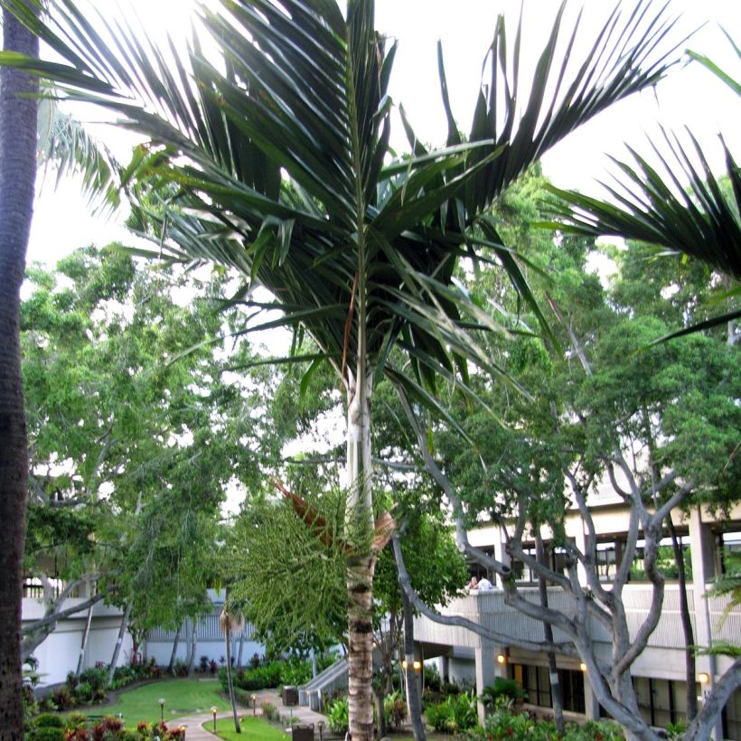 Veitchia joannis - Palmier des Fidji (Plant habit)