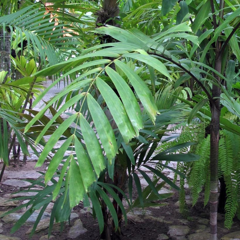 Veitchia vitiensis - Palmier (Foliage)