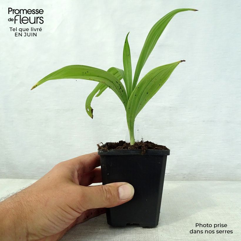 Exemplaar van Veratrum nigrum - Zwart nieswortel Kweekpotje van 8/9 cm zoals geleverd in de zomer
