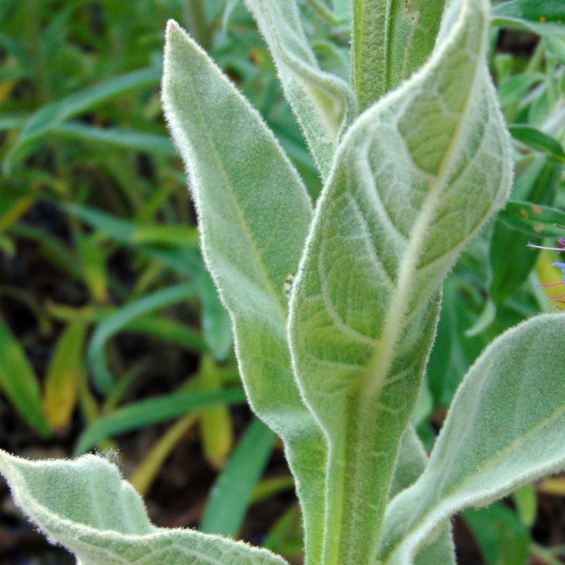 Verbascum thapsus - Koningskaars (Foliage)