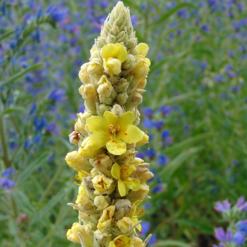 Verbascum thapsus - Koningskaars (Flowering)