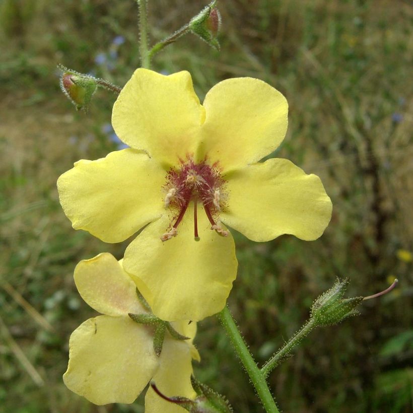 Verbascum Gainsborough - Molène (Flowering)