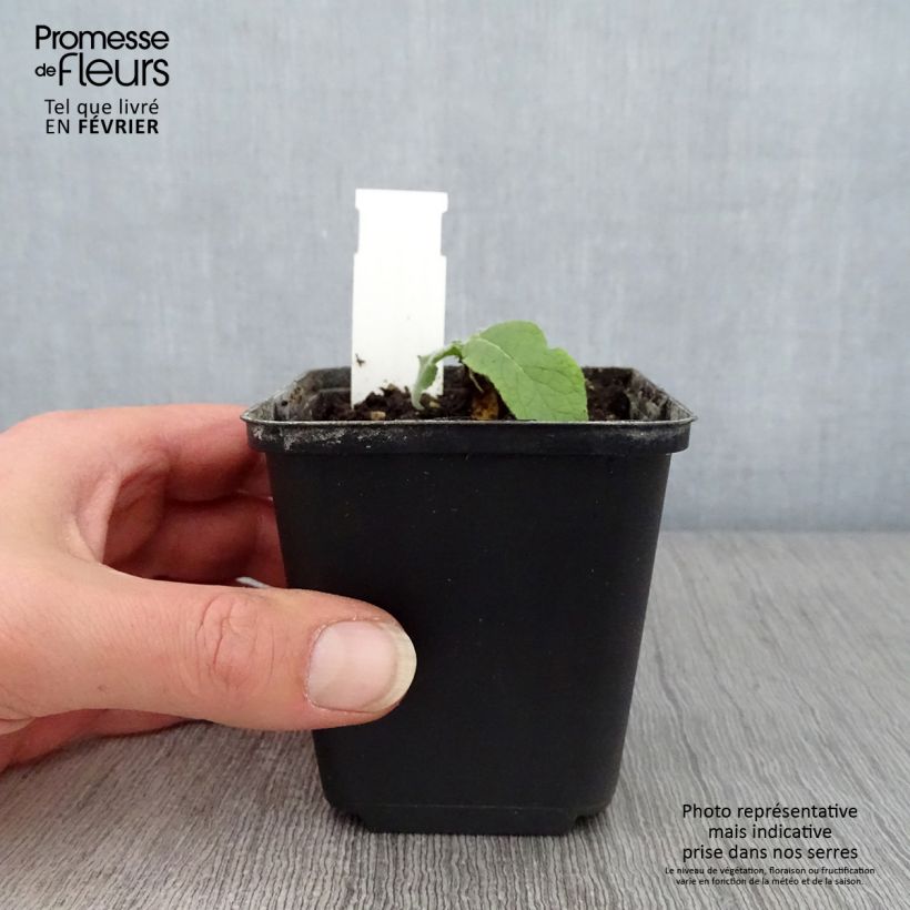 Example of Verbascum Gainsborough - Molène Kweekpotje van 8/9 cm as you get in hiver