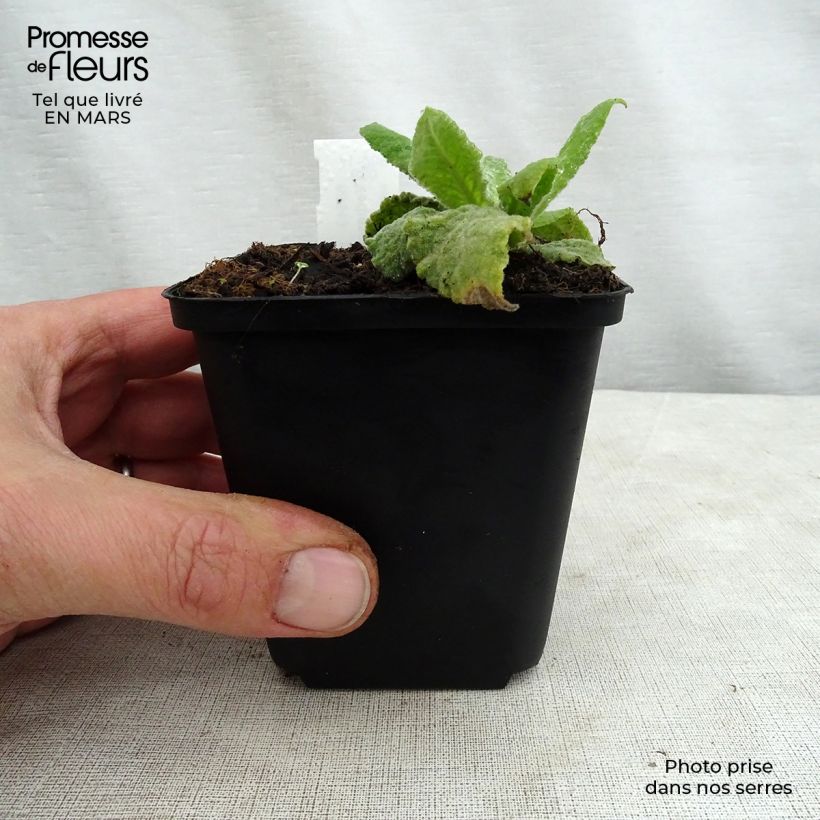 Exemplaar van Verbascum Gainsborough - Molène Kweekpotje van 8/9 cm zoals geleverd in de lente