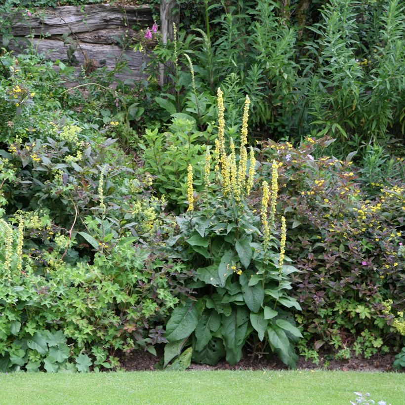 Verbascum Cotswold Queen - Toorts (Groeiplaats)