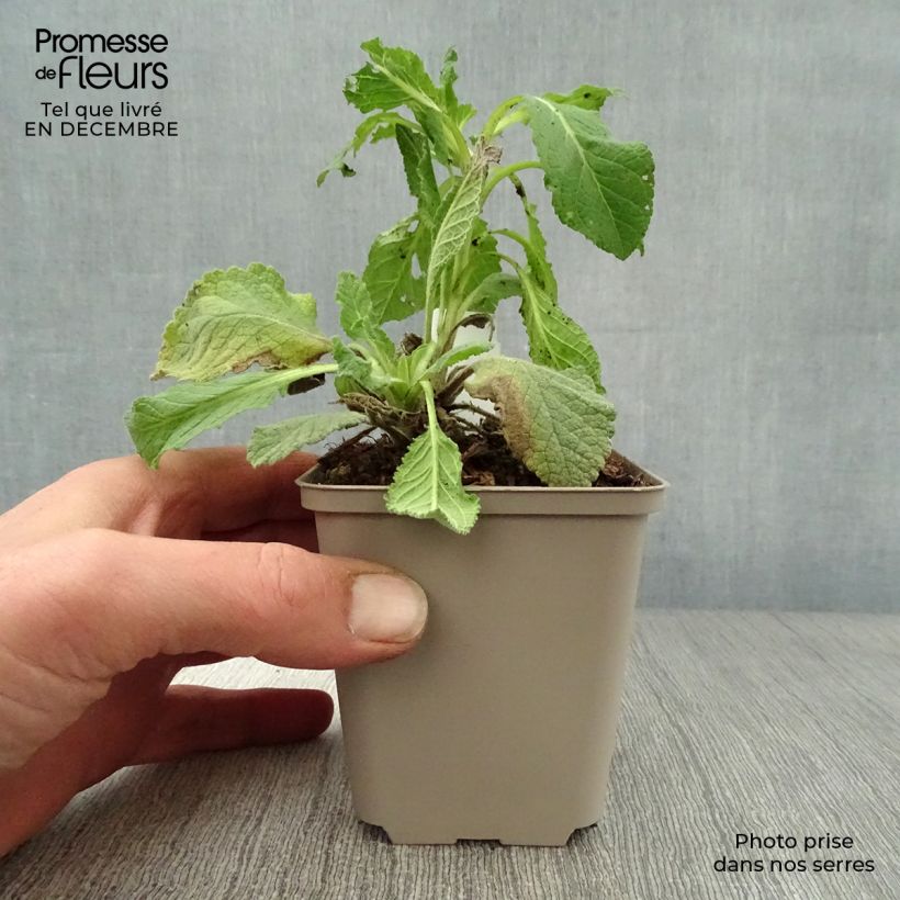 Example of Verbascum Hybride Jackie Kweekpotje van 8/9 cm as you get in hiver