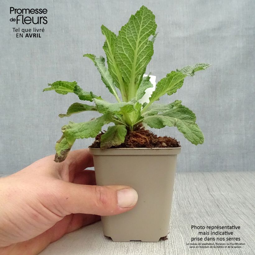 Exemplaar van Verbascum Jackie - Toorts Kweekpotje van 8/9 cm zoals geleverd in de lente