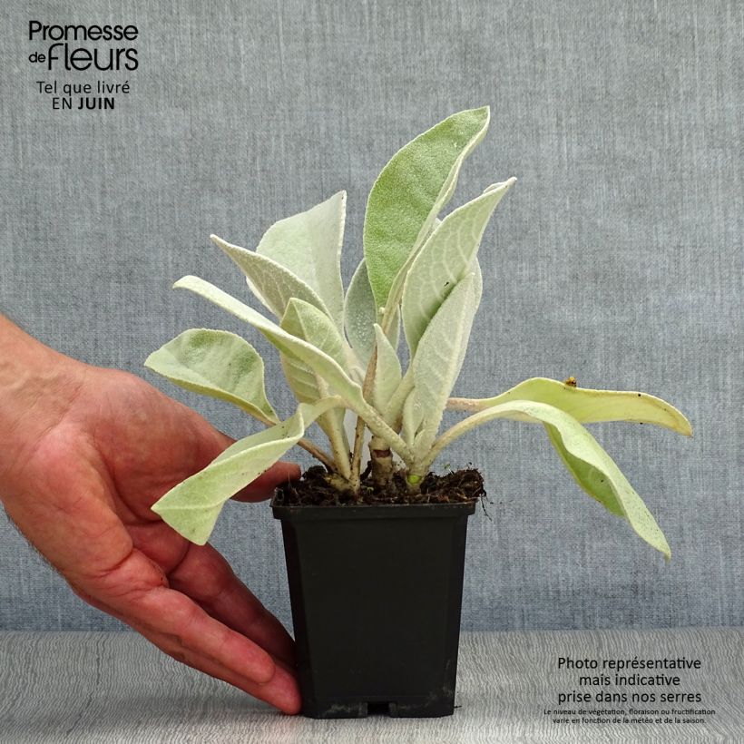 Exemplaar van Verbascum bombyciferum Polarsommer - Toorts Kweekpotje van 8/9 cm zoals geleverd in de zomer