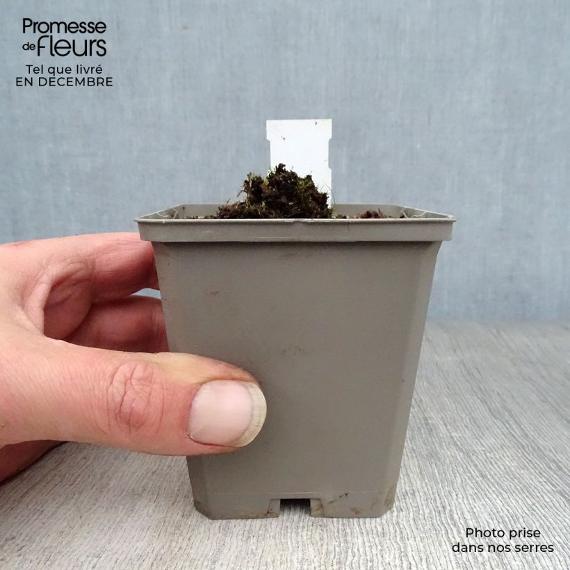 Example of Verbascum Rosie - Molène hybride. Kweekpotje van 8/9 cm as you get in hiver