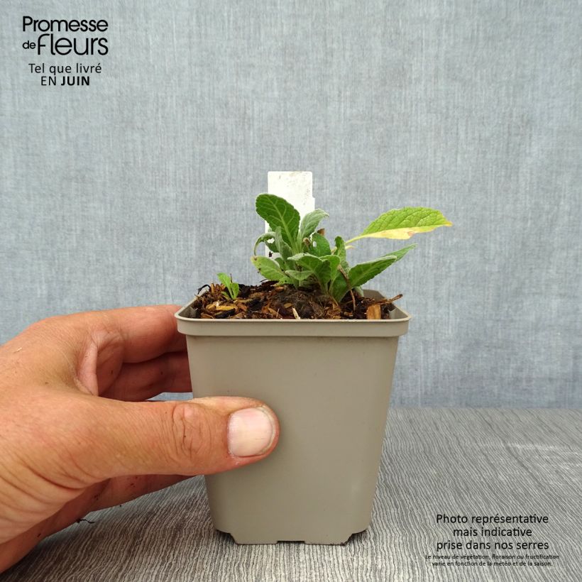 Exemplaar van Verbascum Rosie - Toorts Kweekpotje van 8/9 cm zoals geleverd in de zomer